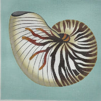 Chambered Nautilus
