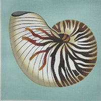 Chambered Nautilus