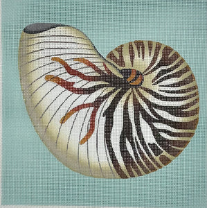 Chambered Nautilus