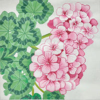 Pink Geraniums w/White Background
