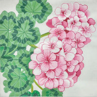 Pink Geraniums w/White Background