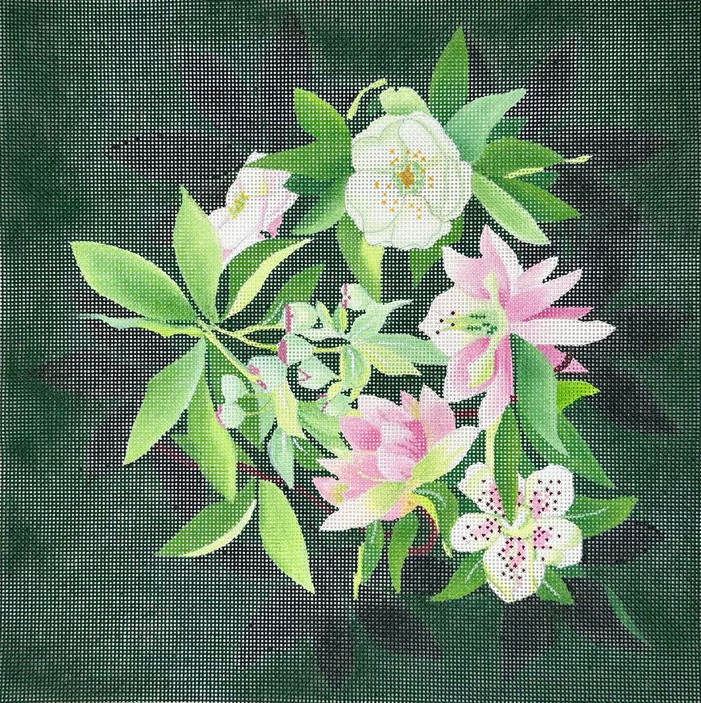 Hellebore