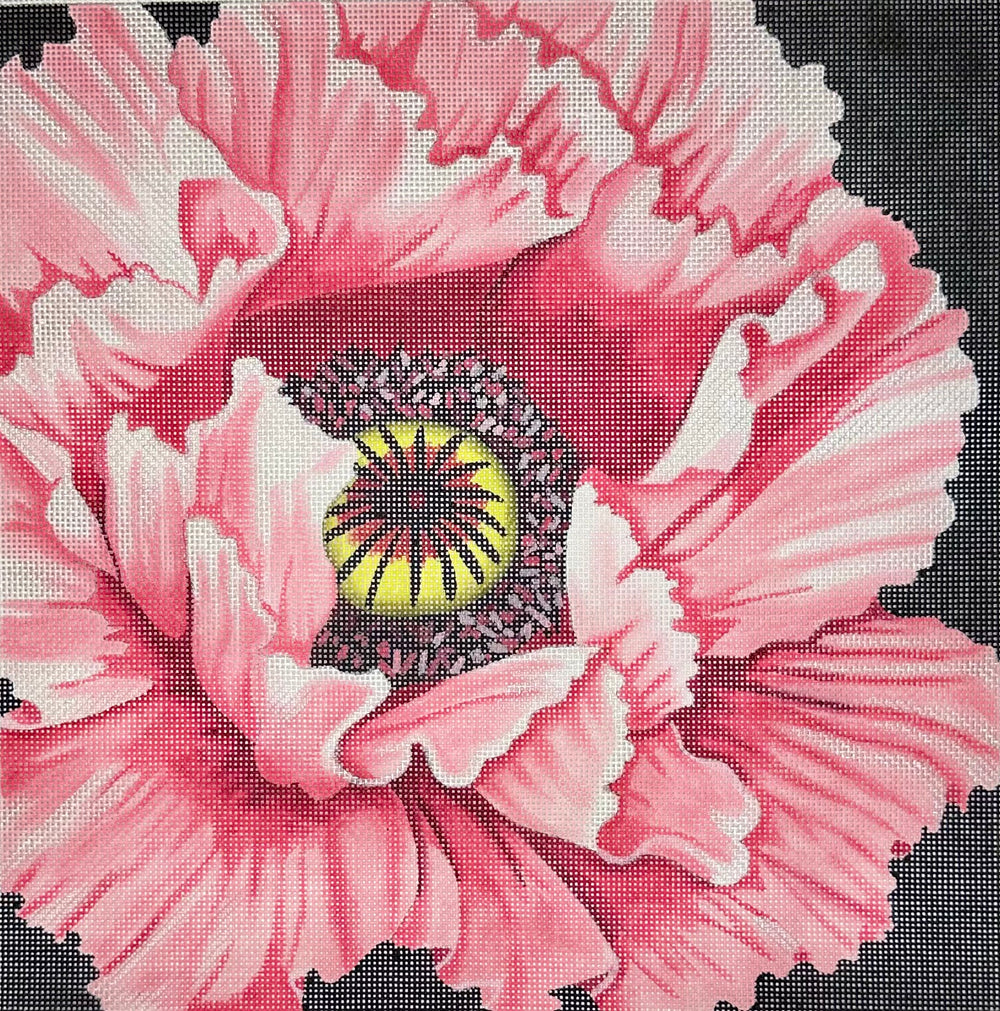 Pink Poppy