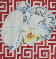 White Orchid on Terra Cotta
