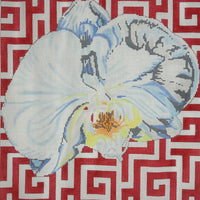 White Orchid on Terra Cotta